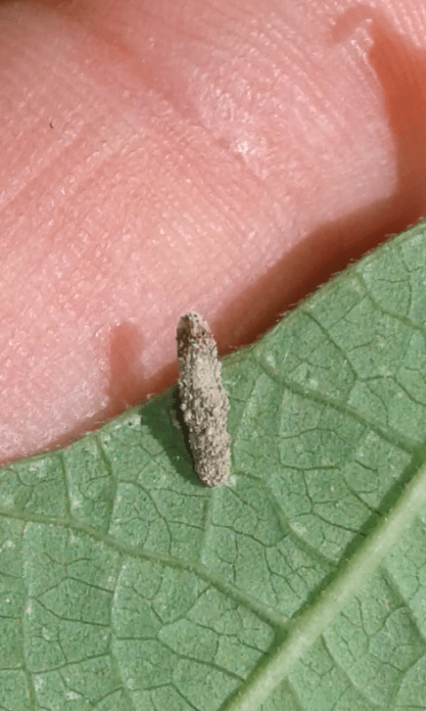 Larva con astuccio da ID 1